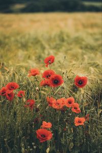 Preview wallpaper poppies, wildflowers, flowers, grass