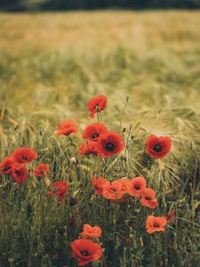 Preview wallpaper poppies, wildflowers, flowers, grass