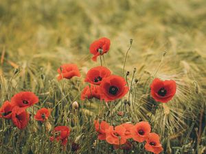 Preview wallpaper poppies, wildflowers, flowers, grass