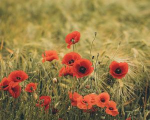 Preview wallpaper poppies, wildflowers, flowers, grass