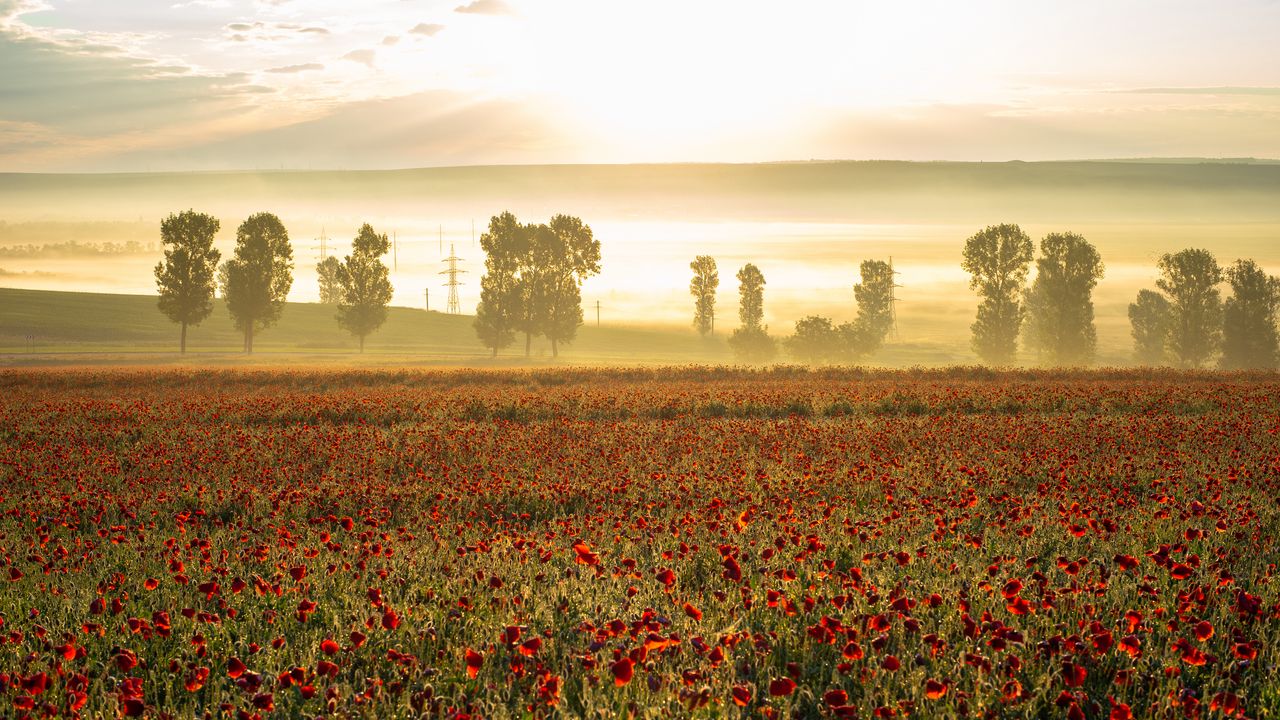 Wallpaper poppies, wildflowers, flowers, trees hd, picture, image