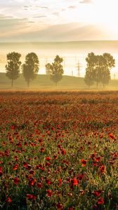 Preview wallpaper poppies, wildflowers, flowers, trees