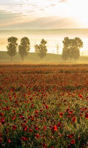 Preview wallpaper poppies, wildflowers, flowers, trees