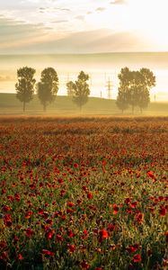 Preview wallpaper poppies, wildflowers, flowers, trees