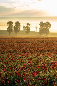 Preview wallpaper poppies, wildflowers, flowers, trees