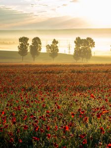 Preview wallpaper poppies, wildflowers, flowers, trees