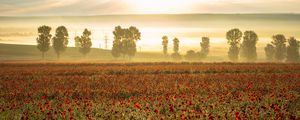 Preview wallpaper poppies, wildflowers, flowers, trees