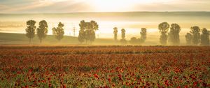 Preview wallpaper poppies, wildflowers, flowers, trees