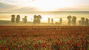 Preview wallpaper poppies, wildflowers, flowers, trees