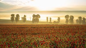 Preview wallpaper poppies, wildflowers, flowers, trees