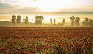 Preview wallpaper poppies, wildflowers, flowers, trees