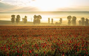 Preview wallpaper poppies, wildflowers, flowers, trees