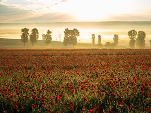 Preview wallpaper poppies, wildflowers, flowers, trees