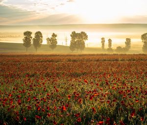 Preview wallpaper poppies, wildflowers, flowers, trees