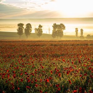 Preview wallpaper poppies, wildflowers, flowers, trees