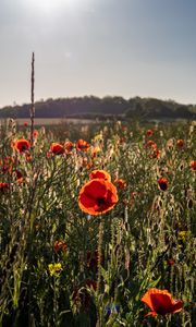 Preview wallpaper poppies, wildflowers, flowers, grass, sky