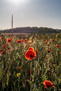 Preview wallpaper poppies, wildflowers, flowers, grass, sky