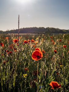 Preview wallpaper poppies, wildflowers, flowers, grass, sky