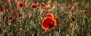 Preview wallpaper poppies, wildflowers, flowers, grass, sky