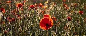 Preview wallpaper poppies, wildflowers, flowers, grass, sky