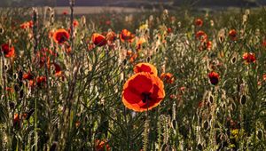 Preview wallpaper poppies, wildflowers, flowers, grass, sky