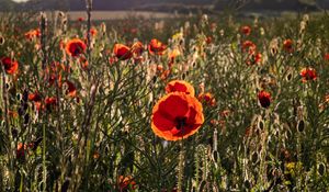 Preview wallpaper poppies, wildflowers, flowers, grass, sky