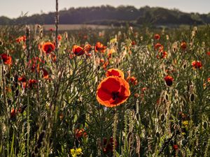 Preview wallpaper poppies, wildflowers, flowers, grass, sky