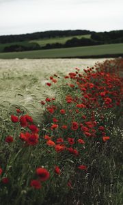 Preview wallpaper poppies, wildflowers, flowers, grass, ears