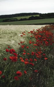 Preview wallpaper poppies, wildflowers, flowers, grass, ears