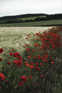 Preview wallpaper poppies, wildflowers, flowers, grass, ears