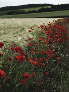 Preview wallpaper poppies, wildflowers, flowers, grass, ears