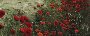 Preview wallpaper poppies, wildflowers, flowers, grass, ears