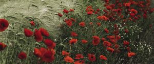 Preview wallpaper poppies, wildflowers, flowers, grass, ears