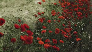 Preview wallpaper poppies, wildflowers, flowers, grass, ears