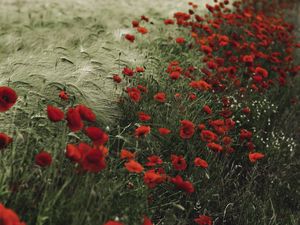 Preview wallpaper poppies, wildflowers, flowers, grass, ears