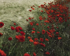 Preview wallpaper poppies, wildflowers, flowers, grass, ears