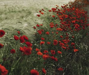 Preview wallpaper poppies, wildflowers, flowers, grass, ears