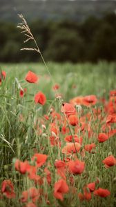 Preview wallpaper poppies, wildflowers, spike, flowers, grass