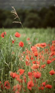 Preview wallpaper poppies, wildflowers, spike, flowers, grass