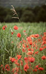 Preview wallpaper poppies, wildflowers, spike, flowers, grass