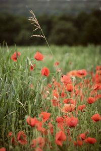 Preview wallpaper poppies, wildflowers, spike, flowers, grass