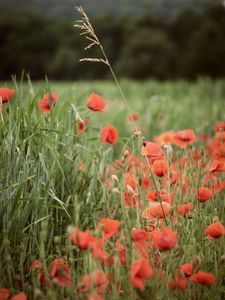 Preview wallpaper poppies, wildflowers, spike, flowers, grass