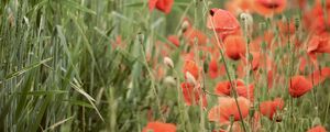 Preview wallpaper poppies, wildflowers, spike, flowers, grass