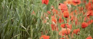 Preview wallpaper poppies, wildflowers, spike, flowers, grass