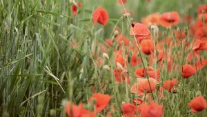 Preview wallpaper poppies, wildflowers, spike, flowers, grass