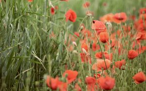 Preview wallpaper poppies, wildflowers, spike, flowers, grass