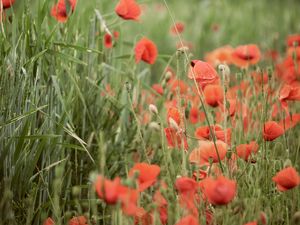 Preview wallpaper poppies, wildflowers, spike, flowers, grass