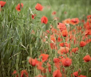 Preview wallpaper poppies, wildflowers, spike, flowers, grass