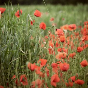 Preview wallpaper poppies, wildflowers, spike, flowers, grass