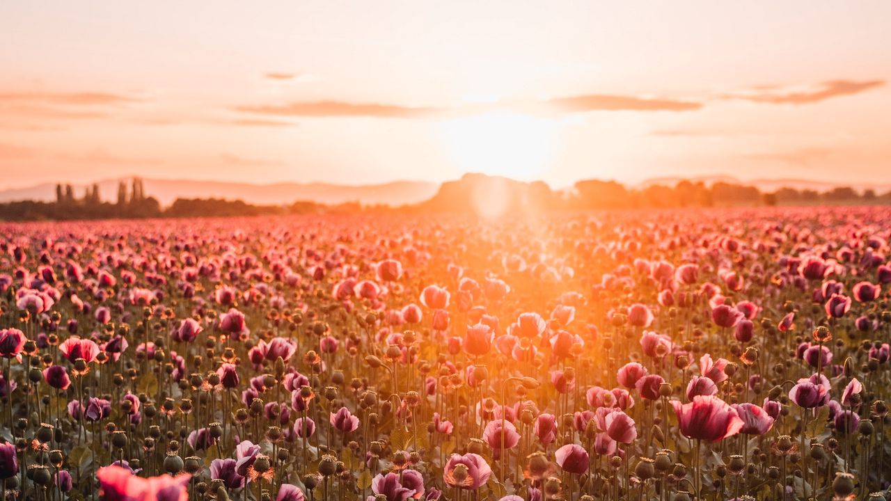 Wallpaper poppies, wildflowers, sunset, rays, distance